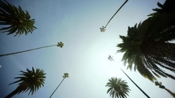 Conduciendo a través de palmeras en Beverly Drive, cielo azul, y toma el sol. Beverly Hills — Vídeos de Stock