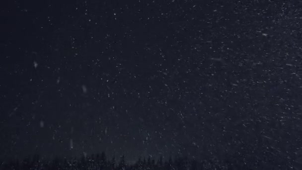 Snö faller på granarna i vinter skog. natt — Stockvideo