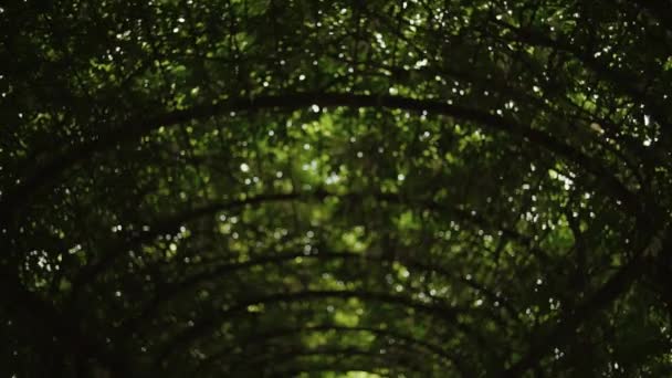 Botanischer Garten wandelt Korridor um Kamera — Stockvideo