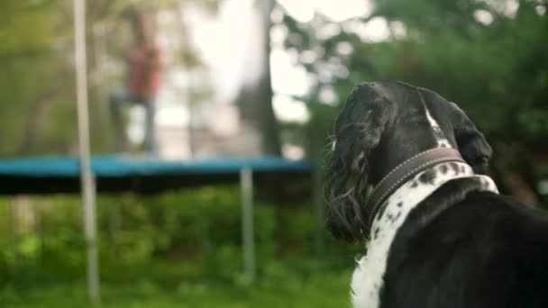 Portre bir Beagle köpek oynamaya bir kıza benziyor. Park açık havada. Yakın çekim