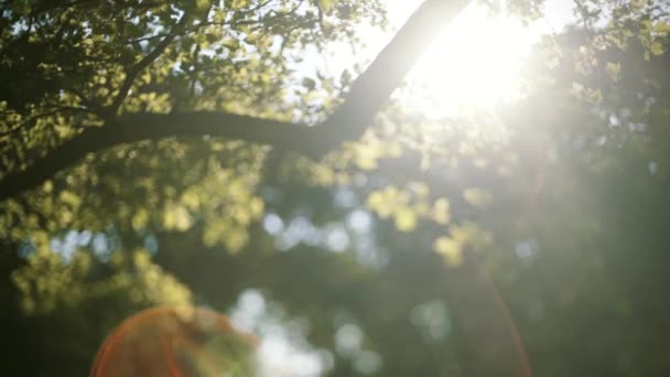 Beautiful natural green sunshine bokeh background. Blurry foliage of maple trees in backlight of sunset cozy shining sun with sunflares and sunbeams — Stock Video