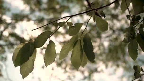 Fondo Bokeh. Follaje borroso de los árboles de arce en la luz de fondo de la puesta del sol acogedor sol brillante con rayos de sol y rayos de sol — Vídeos de Stock