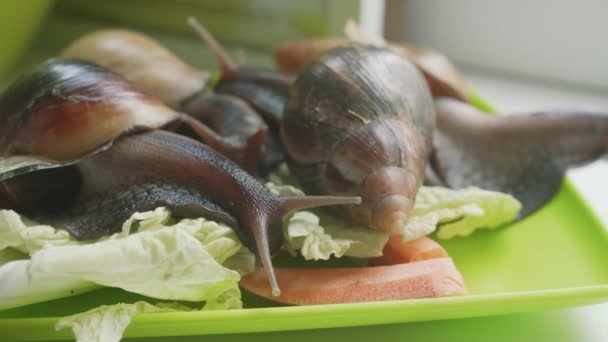 Escargot ramper le long de l'herbe. Escargot de Bourgogne, Helix pomatia aussi escargot romain, escargot comestible, est une espèce de mollusque de la famille des Helicidae . — Video