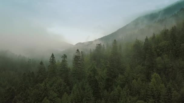 Vuelo místico y nebuloso sobre la selva tropical en la montaña. Vista de cerca — Vídeos de Stock