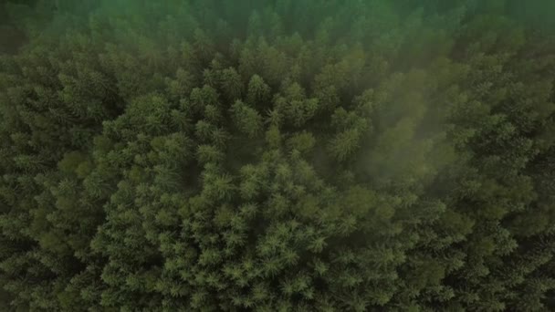Mystischer und nebliger Drohnenflug über dem Regenwald in den Bergen. fliegen über Nebel von oben nach unten Ansicht. mittlere Ansicht — Stockvideo