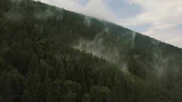 Mystic and foggy drone flight over the rainforest in mountain. Close view. — Stock Video