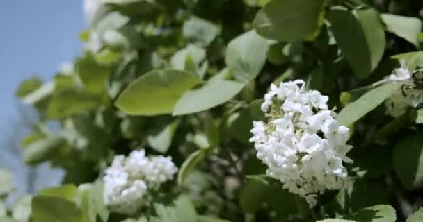 Blumen Hortensien schaukeln im Wind auf dem Hintergrund des Himmels Nahaufnahme. — Stockvideo