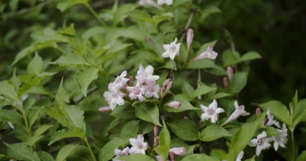 Orangener Jasmin, weiße orange Jasminblüte mit grünen Blättern, die im Garten blühen. Nahaufnahme — Stockvideo