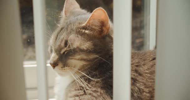Die schlafende Katze liegt im Liegen, Licht aus dem Fenster fällt auf das Gesicht. close up ver 2 — Stockvideo