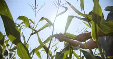 Çiftçilerin elleri mısır başları çalışma, Güneş yaprakları geniş çekim Ver 7 ile parlar