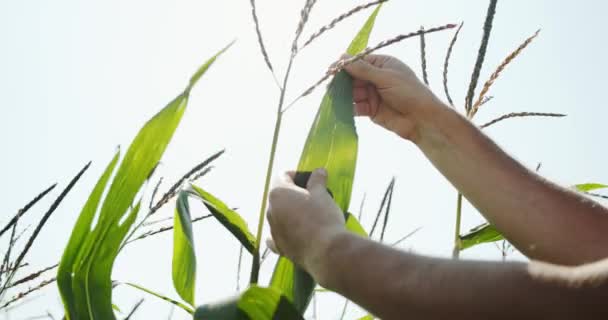 Фермеры изучают кукурузные головы, закрывают Ver 3 — стоковое видео
