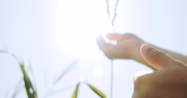 농부 손 옥수수의 머리를 공부, 태양은 잎미들 샷 Ver 5를 통해 빛난다 — 비디오