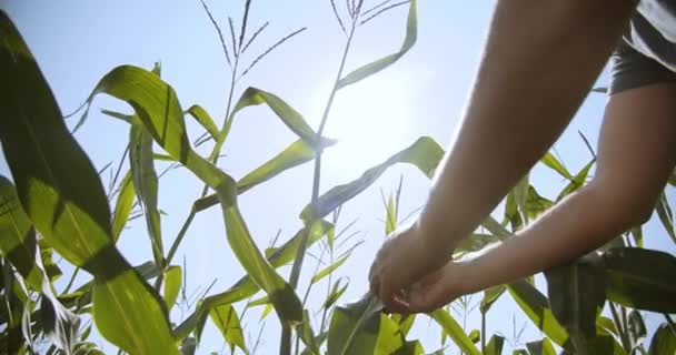 Las manos de los agricultores estudian las cabezas de maíz, el sol brilla a través de las hojas — Vídeo de stock