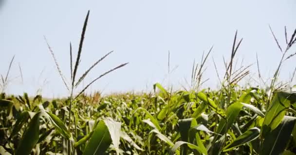 Canlı yeşil mısır bitkileri, ılık bahar günü, güneş ışınları . Ver 3 Yakın çekim — Stok video