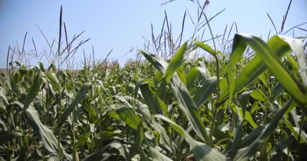 Яскраві зелені кукурудзяні рослини, теплий весняний день, промені сонця. Верхня 4 — стокове відео