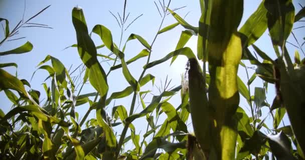 鮮やかな緑のトウモロコシの植物、暖かい春の日、太陽の光線.バー 8 — ストック動画