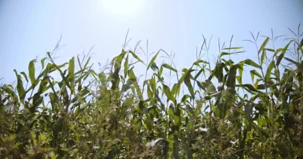 Canlı yeşil mısır bitkileri, ılık bahar günü, güneş ışınları . Ver 9 — Stok video