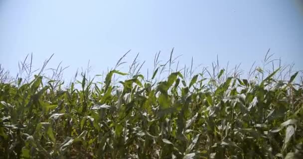 Żywe zielone rośliny kukurydziane, ciepły dzień wiosny, ver 10 — Wideo stockowe