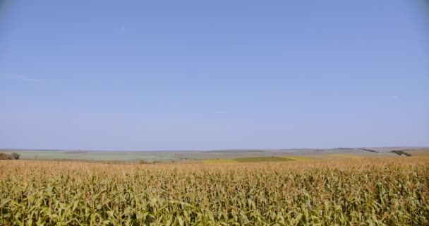 Plantas de maíz, cálido día de primavera. Ver 2 — Vídeo de stock