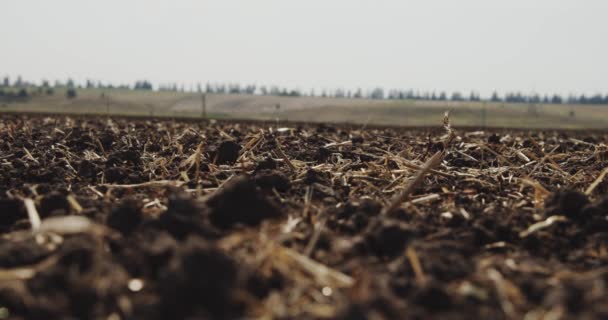 Mani contadino tiene una manciata di terreno e versando indietro attraverso le dita sul campo nella giornata di sole. Vista laterale Rallentatore Close up — Video Stock