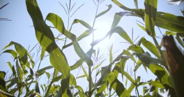 Canlı yeşil mısır bitkileri, ılık bahar günü, güneş ışınları . Ver 7