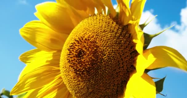 Sonnenblume gegen den Himmel. Sonnenblumen wiegen sich im Wind. natürliche Pflanze wächst als Industriepflanze im landwirtschaftlichen Bereich. Nahaufnahme — Stockvideo