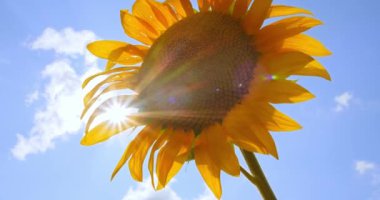 Gökyüzüne karşı ayçiçeği. Ayçiçeği rüzgarda sallar. doğal bitki tarım alanında sanayi tesisi olarak yetişir.