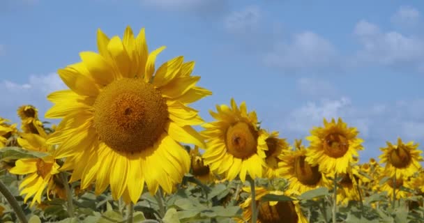 Champ de tournesols Fleurs tournesol contre le ciel. Champ de tournesol pendant le coucher du soleil, plante naturelle pousse comme plante industrielle dans le domaine agricole .