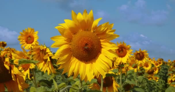 Champ de tournesol pendant le coucher du soleil, plante naturelle pousse comme plante industrielle dans un champ agricole. Verso 4 