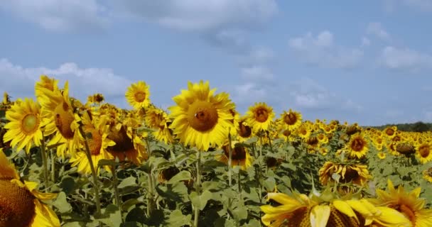 Slunečnicové pole během západu slunce, přírodní rostliny rostou jako průmyslová rostlina v zemědělských polích. Ver 5 — Stock video