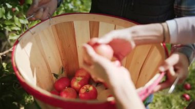 Elma ve elma ile bir sepet üst görünümü sepete konur. Yakın çekim