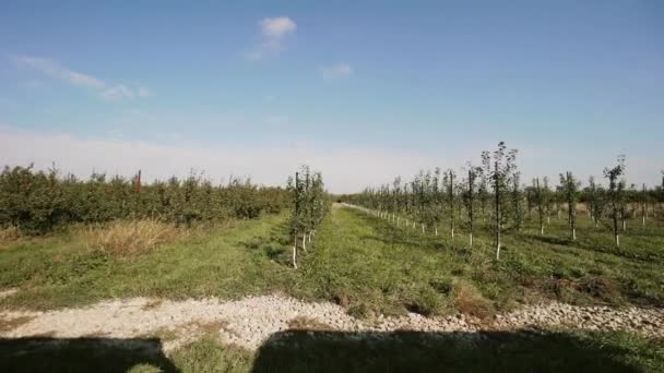 Na fazenda uma vista das plantações, belas macieiras, mover câmera — Vídeo de Stock