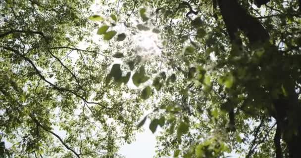 Liści drzew świecą promienie słońca na drzewie w ogrodzie. Powolny ruch, 4K UHD. — Wideo stockowe