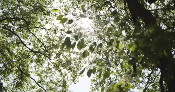 Les feuilles des arbres brillent les rayons du soleil sur l'arbre dans le jardin. Mouvement lent, 4K UHD . — Video