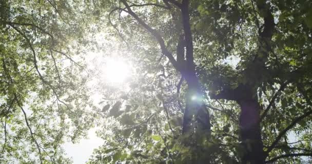 Le foglie degli alberi brillano i raggi dei soli sugli alberi in giardino. Rallentatore, 4K UHD. Ver 2 — Video Stock