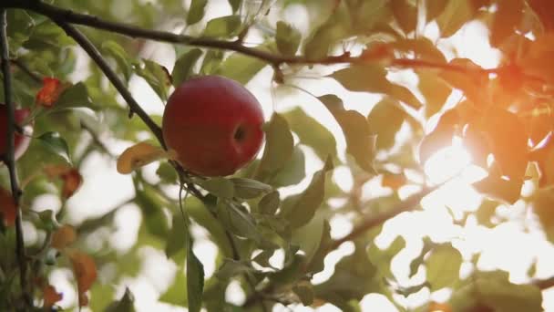 Une main de femme arrache une pomme rouge d'un pommier avec les rayons du soleil. Au ralenti. Gros plan — Video