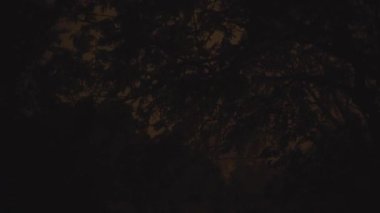 Fırtına. Hard Rain, banliyölerde şimşek, sokaktaki ağaçlarla gece leyin gök gürültüsü. Ver 4'e yakınla