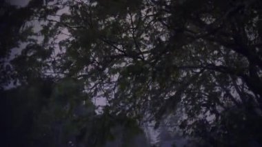 Fırtına. Hard Rain whit gök gürültüsü gece banliyölerinde yıldırım ile, sokakta ağaçlar kadar kapatın. Ver 5