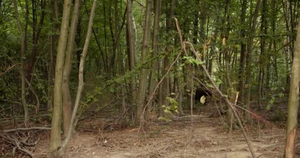 Dziki niedźwiedź w lesie, chodzenie bezpośrednio. Zwolnionym — Wideo stockowe