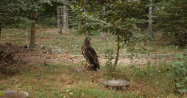 Kartal ağaçların arasında ormanda yerde oturur
