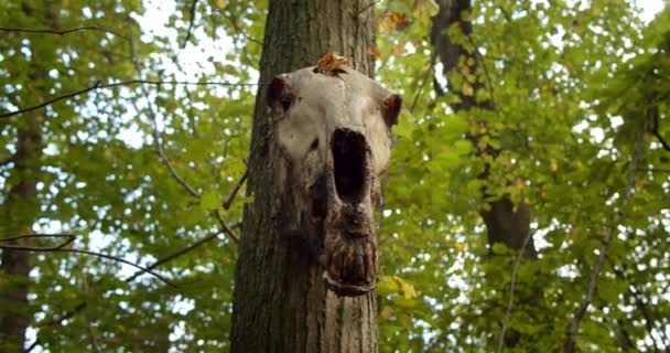 Teschio di orso animale appeso ad un albero. luogo sacro — Video Stock