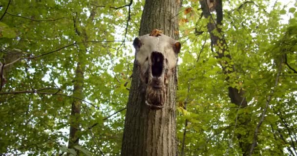 Teschio di orso animale appeso ad un albero. luogo sacro, Muovi macchina fotografica — Video Stock