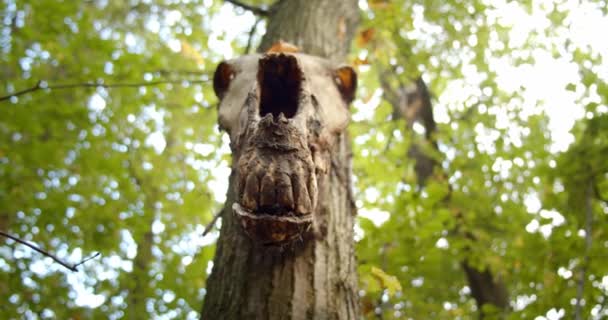 Crânio de urso animal pendurado numa árvore. Lugar sagrado. Fechar — Vídeo de Stock