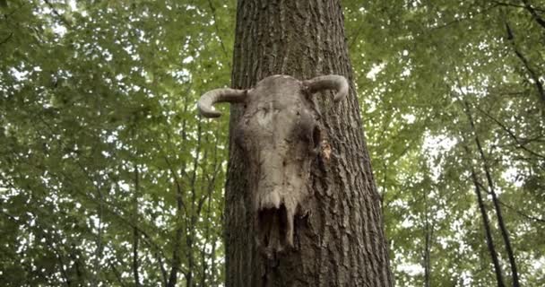 Teschio di toro animale appeso ad un albero. Luogo sacro. Da vicino. — Video Stock