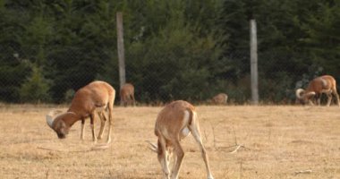Avrupa mouflon, sahada, güneşli bir günde yürüyor. Ver 2