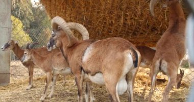 Mouflon, saman yakınında hayvan grubu