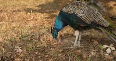 Profil Close Up Erkek Tavus Kuşu Baş Ve Boyun, ormanda yürüyor