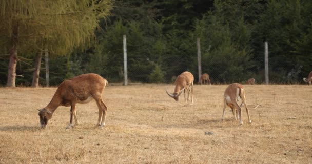 Avrupa mouflon, sahada, güneşli bir günde yürüyüş — Stok video
