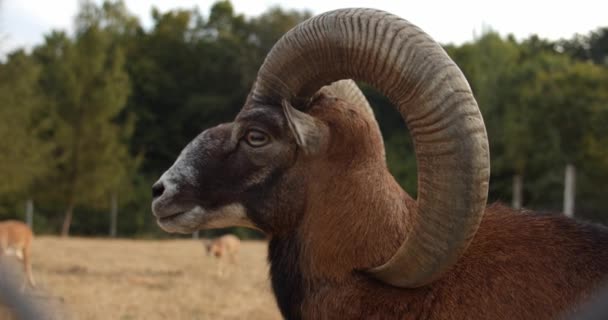 Krásný portrét mužské Evropské formy mouflonu v přírodě — Stock video