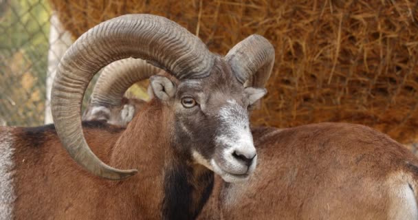 Beautiful Portrait of a male European mouflon in nature Ver 2 — Stock Video